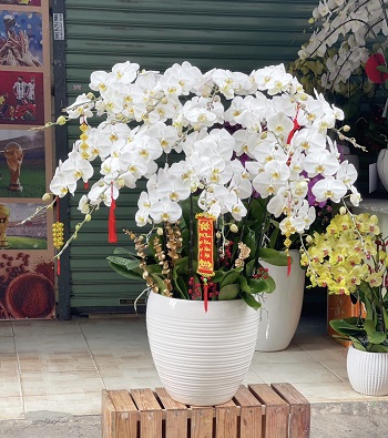 20-lan-ho-diep-o-binh-chanh