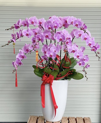 21-mua-hoa-lan-ho-diep-o-nha-be