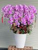 hlg9-chau-lan-ho-diep-hoc-mon - ảnh nhỏ  1