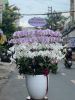 hn13-mua-hoa-tuoi-o-phuong-giang-vo-quan-ba-dinh - ảnh nhỏ  1