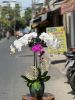 hn65-giao-hoa-tan-noi-tai-phuong-quoc-tu-giam-quan-dong-da - ảnh nhỏ  1