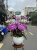 hn87-shop-hoa-o-phuong-bui-thi-xuan-quan-hai-ba-trung - ảnh nhỏ  1